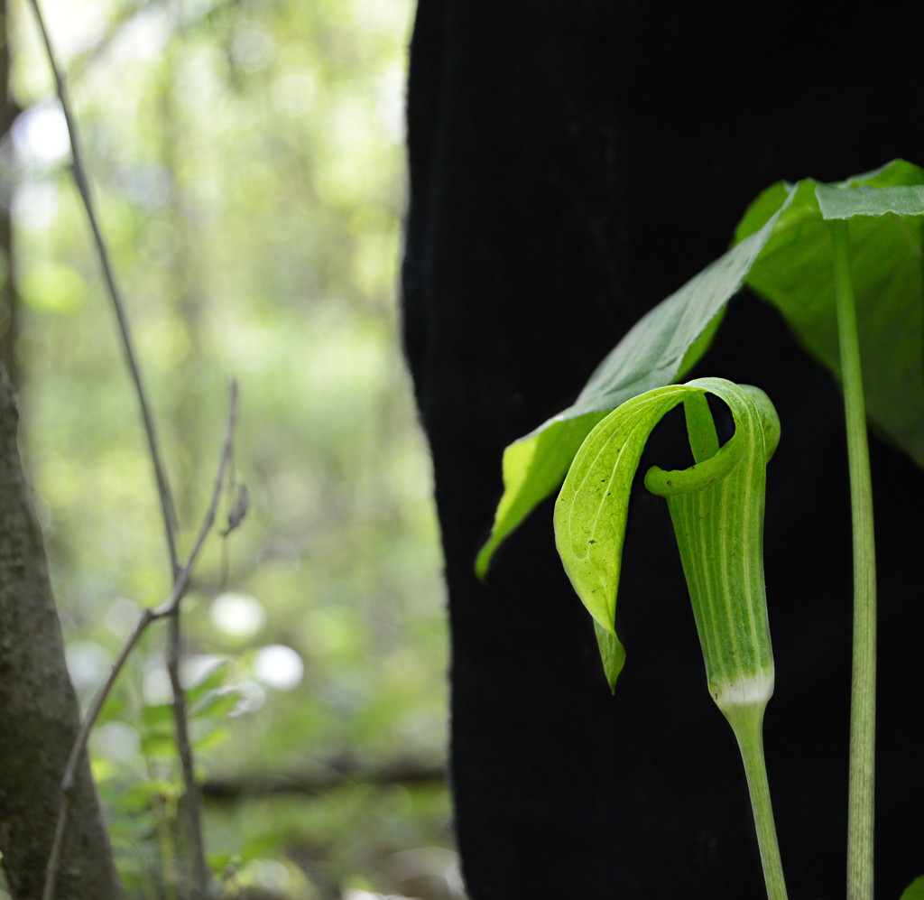 Jack in the pulpit by francoise