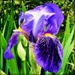 Our First Bearded Iris by yogiw