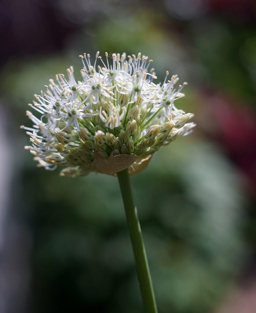 White Allium by phil_howcroft