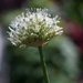 White Allium by phil_howcroft