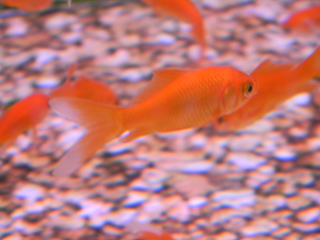 Goldfish  by sfeldphotos