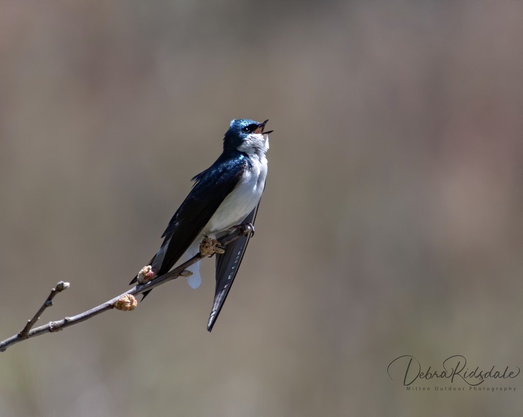 Tree Swallow by dridsdale