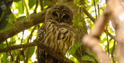 13th May 2020 - Barred Owl Keeping an Eye on Me!
