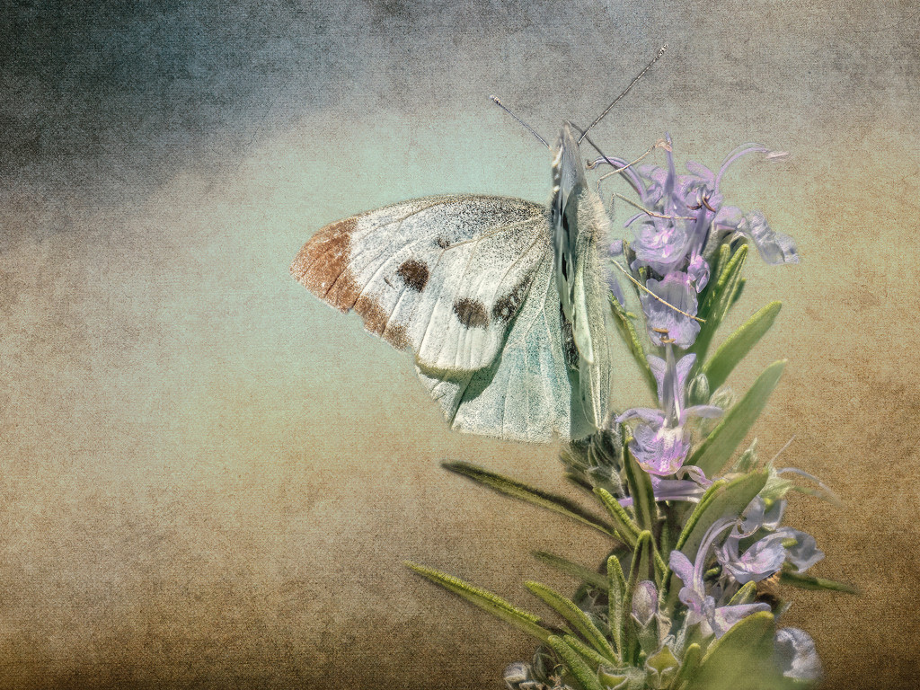 The same Butterfly  by ludwigsdiana