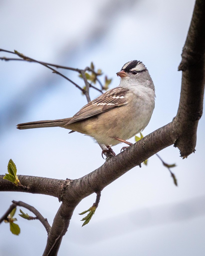 White-Crowned Sparrow by jyokota