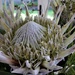Protea a week in the vase by sandradavies