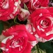Roses by narayani