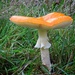 Flirty skirty fungus by kiwinanna