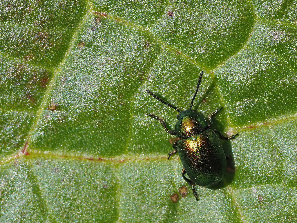 Green Dockleaf Beetle by philhendry