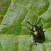 Green Dockleaf Beetle by philhendry