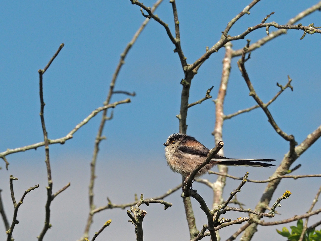 Long-tailed Tit by philhendry