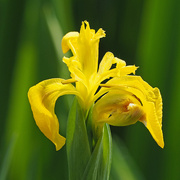 13th May 2020 - Yellow Flag Iris