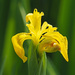 Yellow Flag Iris by philhendry