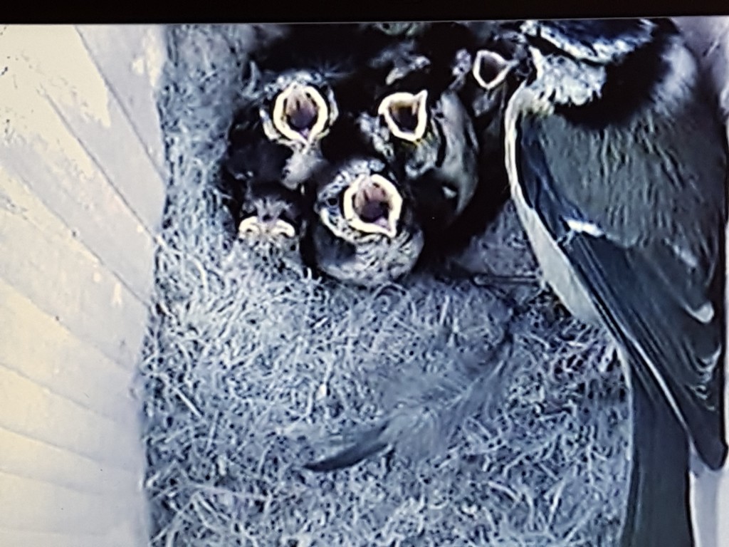 Feeding time in the nest by rosiekind