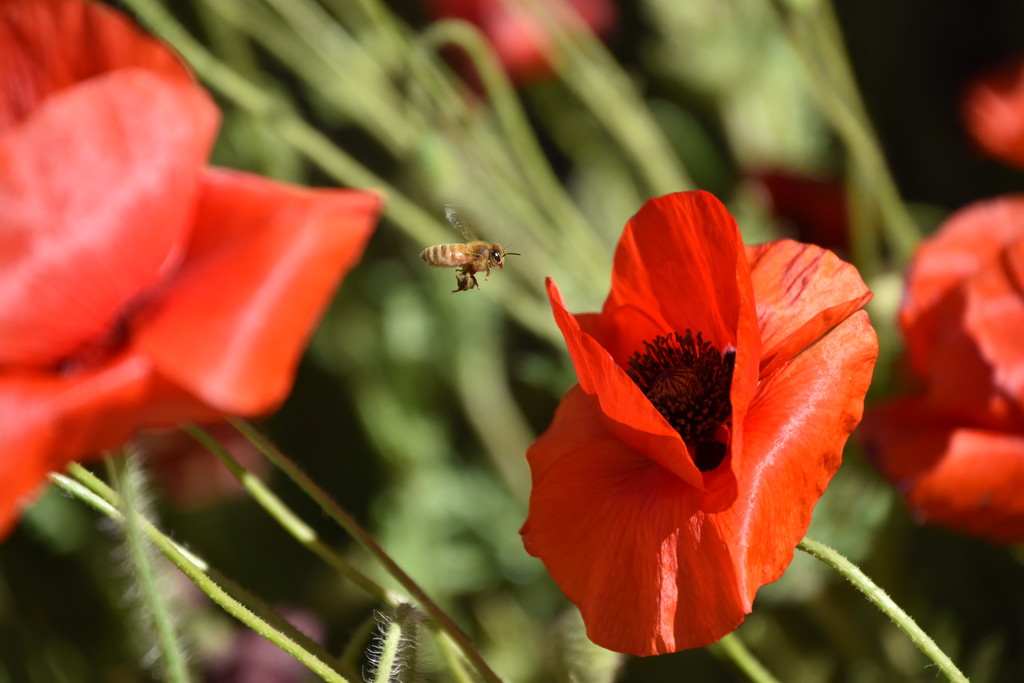 Bee Among The Poppies. by bigdad