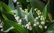 14th May 2020 - LIlies of the Valley