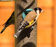 14th May 2020 -  Goldfinch 