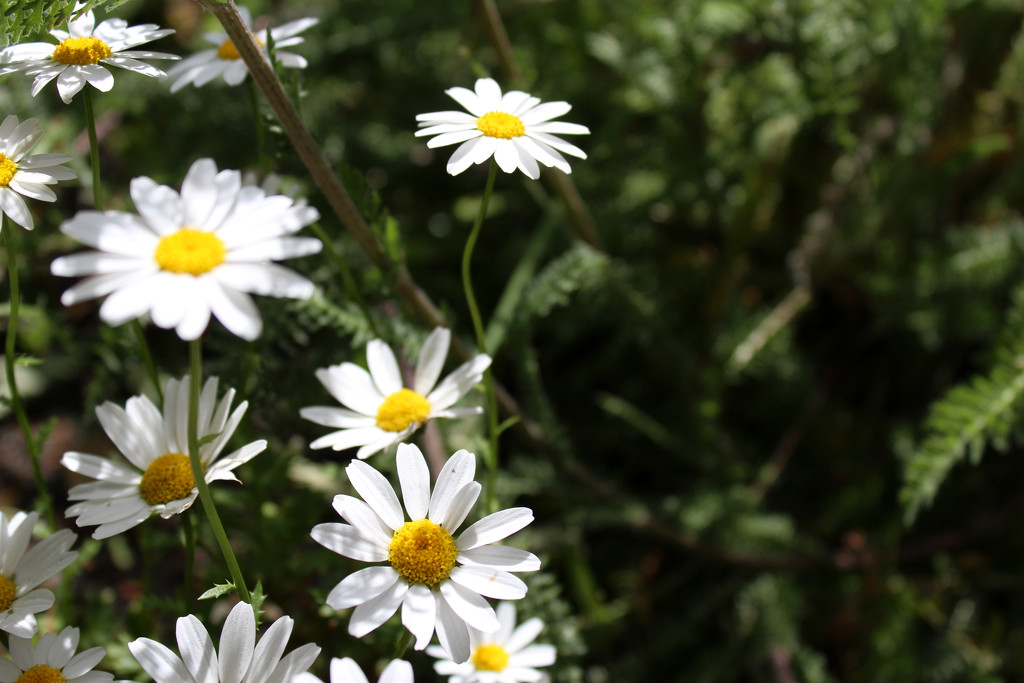 14th May daisies by valpetersen