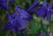14th May 2020 - blue flower