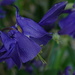 blue flower by marijbar