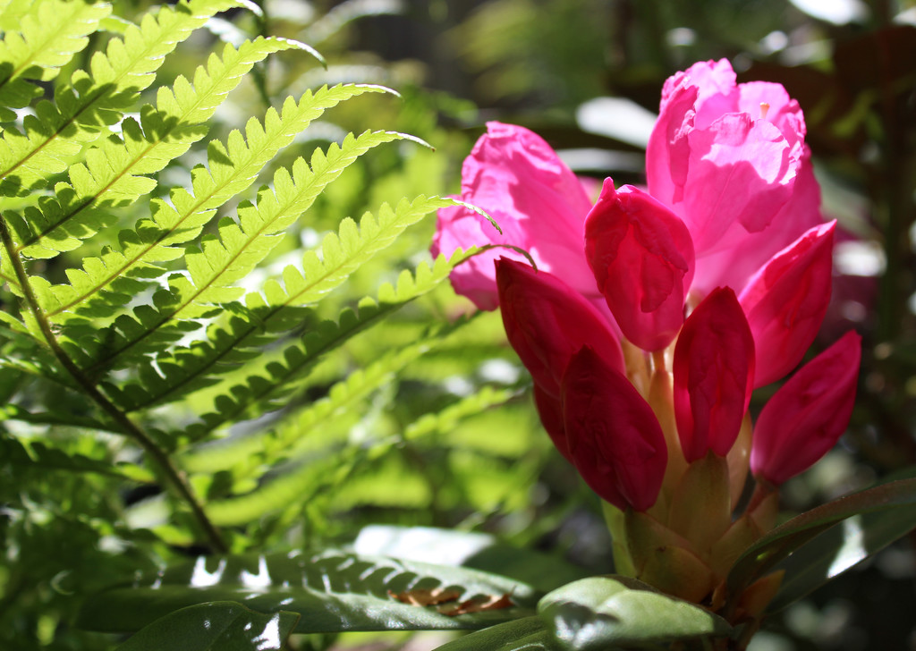 13th May Rhododendron by valpetersen