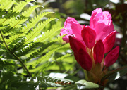 13th May 2020 - 13th May Rhododendron