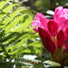 13th May Rhododendron by valpetersen