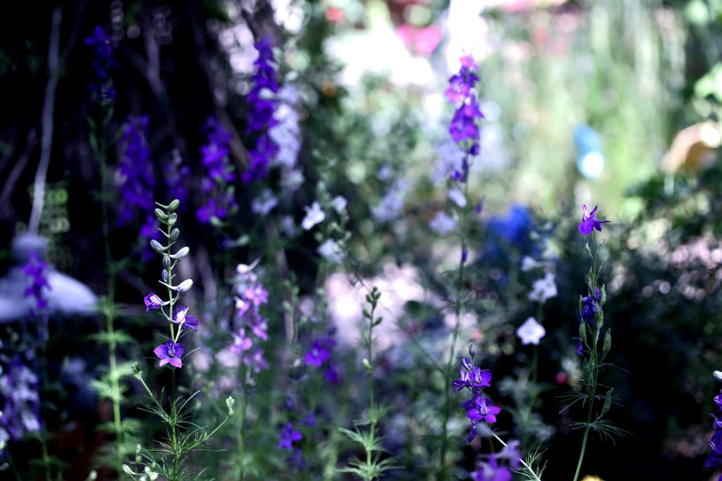 garden by blueberry1222