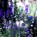 garden by blueberry1222
