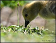 14th May 2020 - Gosling