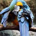 Blue Macaw by randy23
