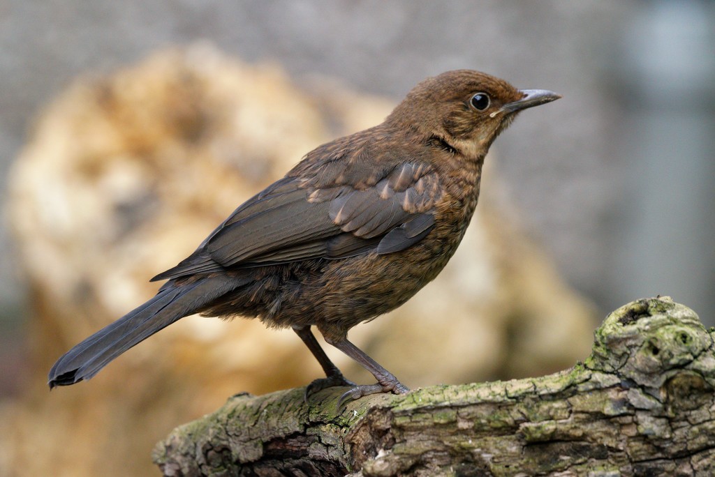 YOUNG BLACKBIRD by markp