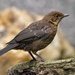 YOUNG BLACKBIRD by markp