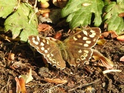 4th May 2020 - Speckled Wood