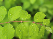 13th May 2020 - wet leaves