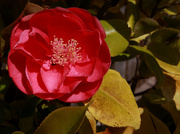 14th May 2020 - Camellia