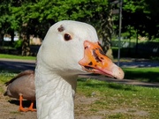 14th May 2020 - One of my favourite park residents