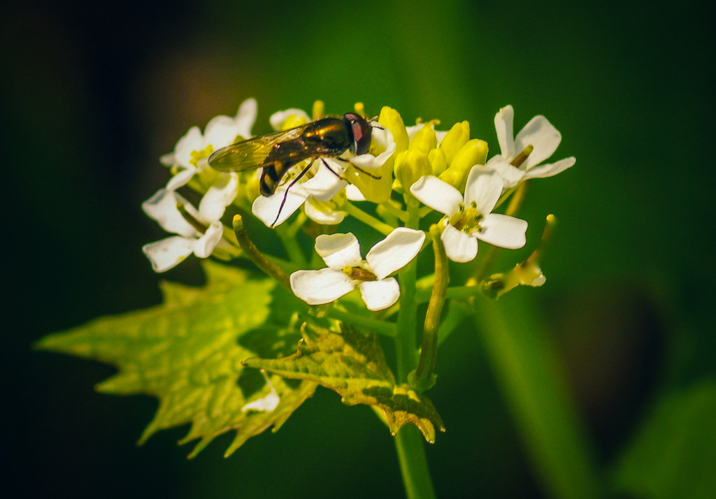 Hover fly and Garlic Mustard  by mzzhope