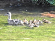 5th May 2020 - Duck Family