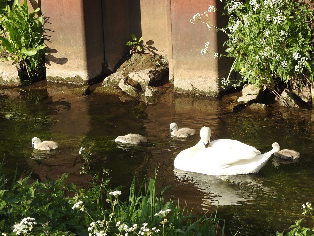 Swan Family by oldjosh