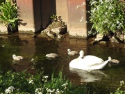 5th May 2020 - Swan Family