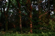 14th May 2020 - Sunset in the Woods.