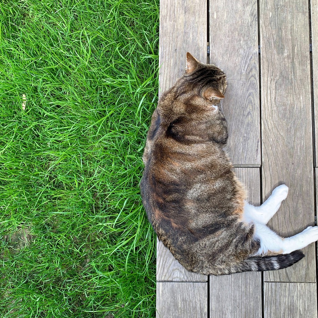 Half grass / half cat on the deck.  by cocobella