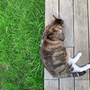 15th May 2020 - Half grass / half cat on the deck. 