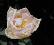 14th May 2020 - Double-Tulip