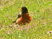 14th May 2020 - Robin in Grass