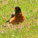 Robin in Grass by sfeldphotos