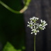 Unknown (possibly snakeroot) by francoise