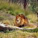 Lion by larrysphotos