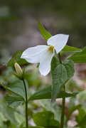 14th May 2020 - Mother Trillium